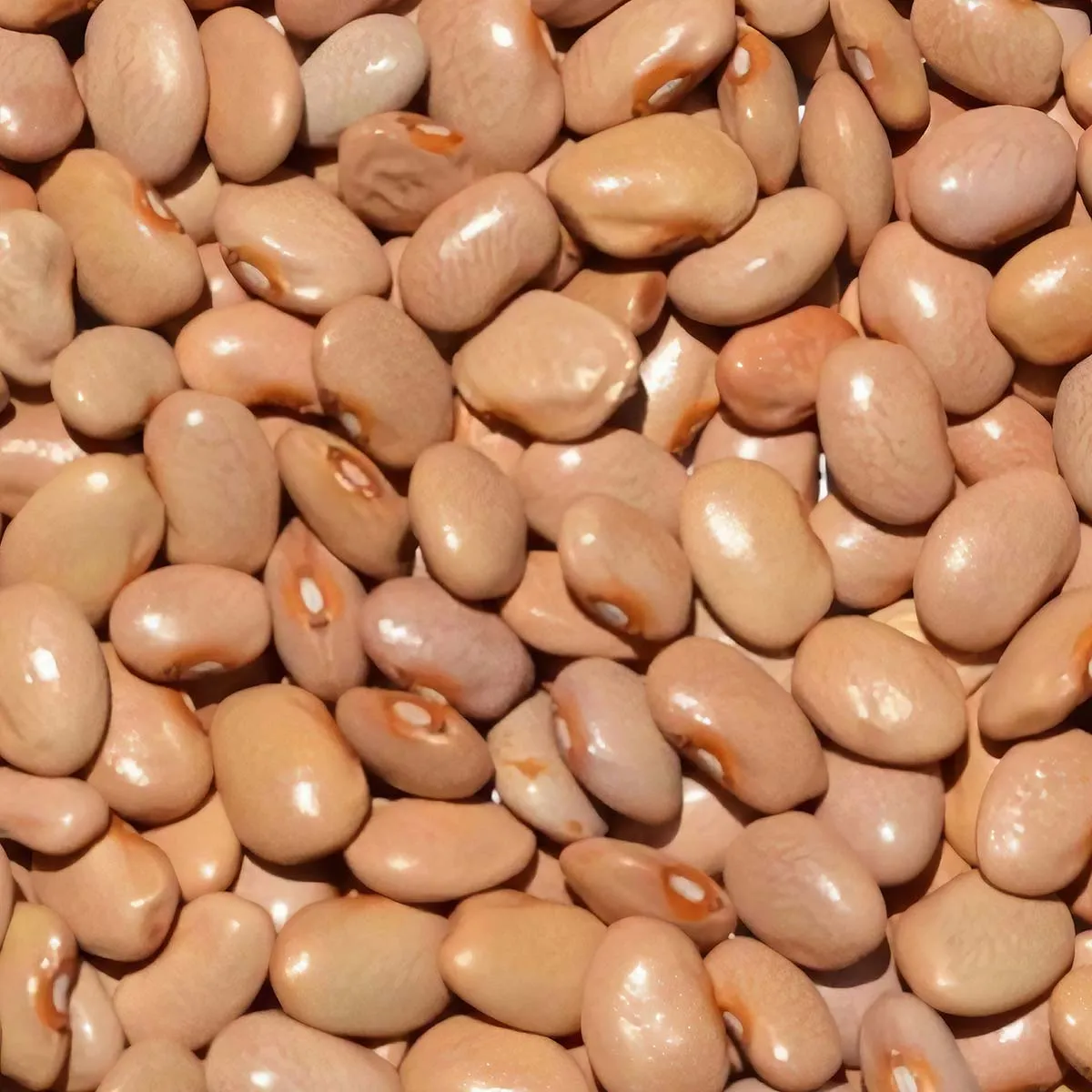 Frijol Bayo Calidad Bueno 900g