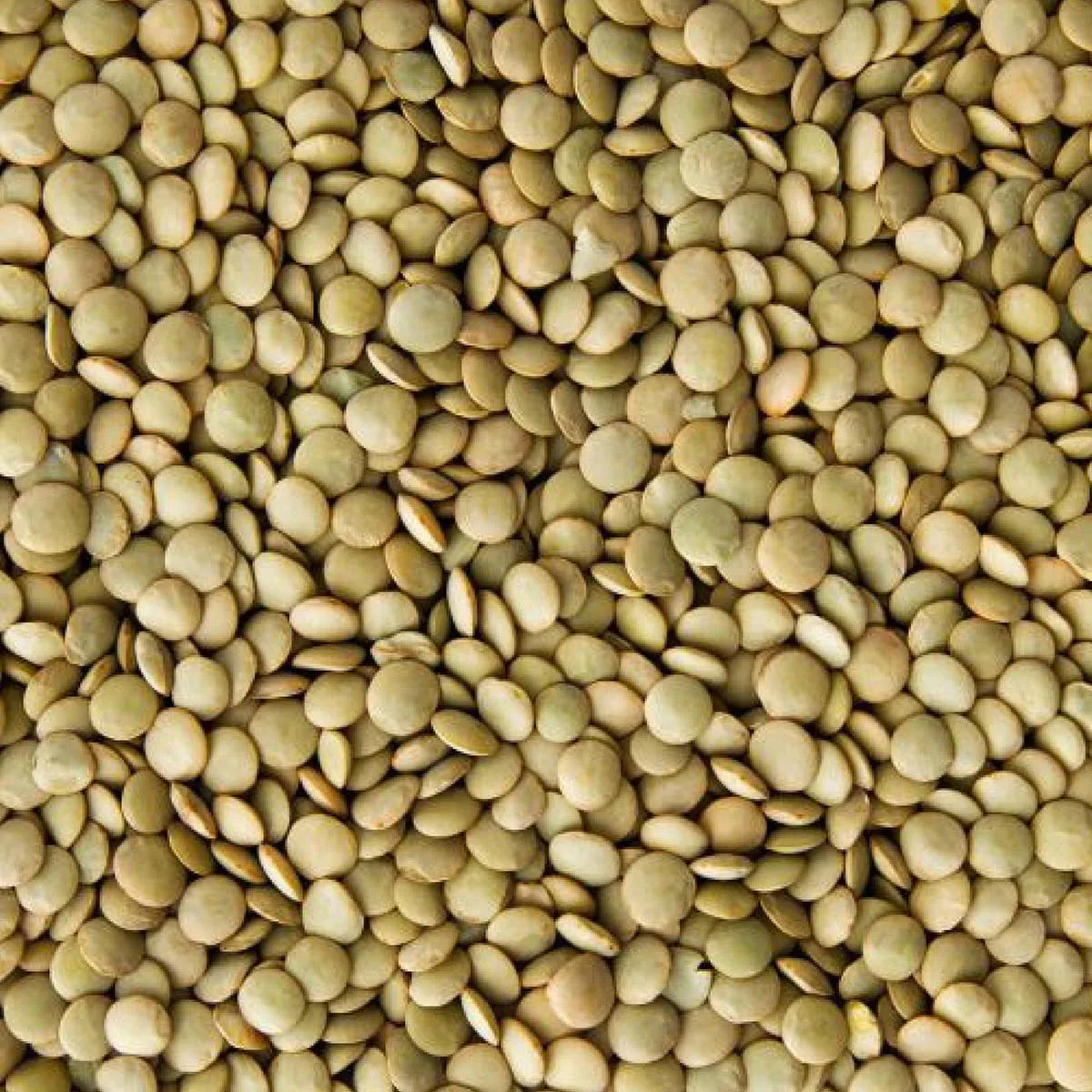 Lenteja Calidad Bueno 500g